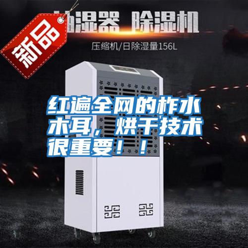 紅遍全網(wǎng)的柞水木耳,烘干技術很重要!!