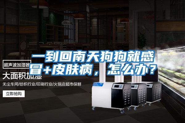 一到回南天狗狗就感冒+皮膚病，怎么辦？