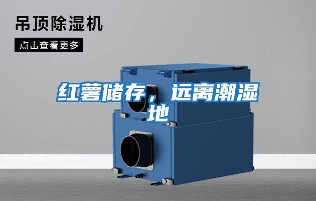 紅薯儲存，遠離潮濕地