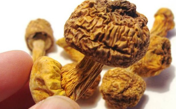 巴西菇、姬松茸烘干機-怎樣烘干色澤好且菇體褶片完整？